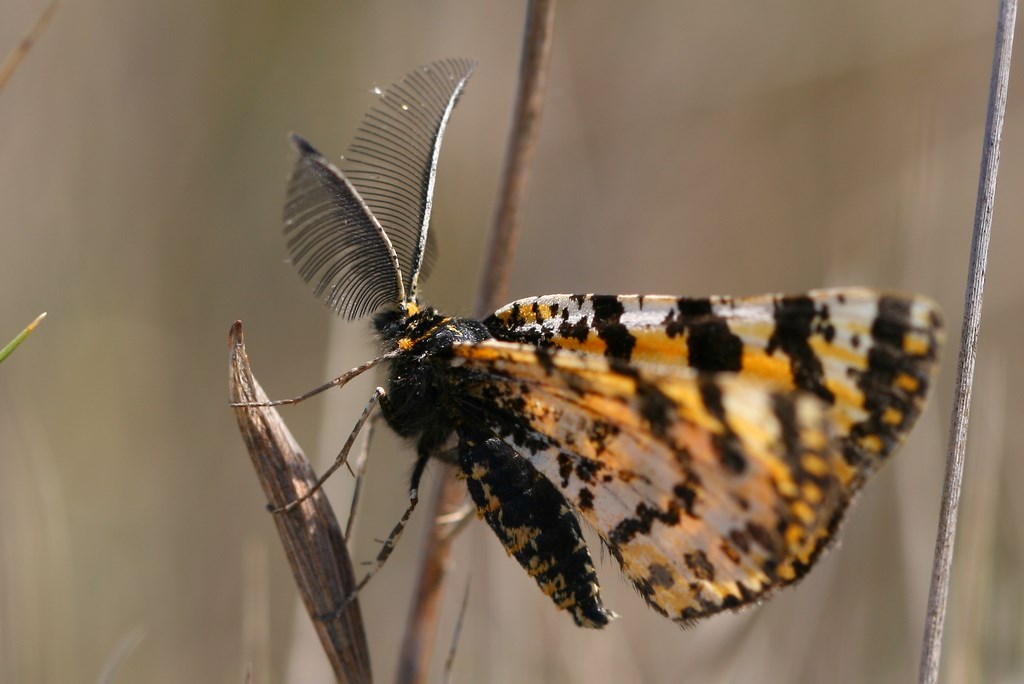 Mariposa Eurranthis plummistaria (Villers 1789) macho adulto