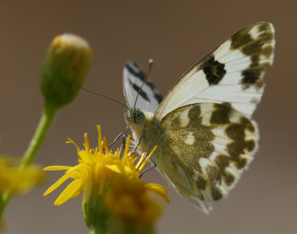 Mariposa Pontia daplidice (Linnaeus 1758)