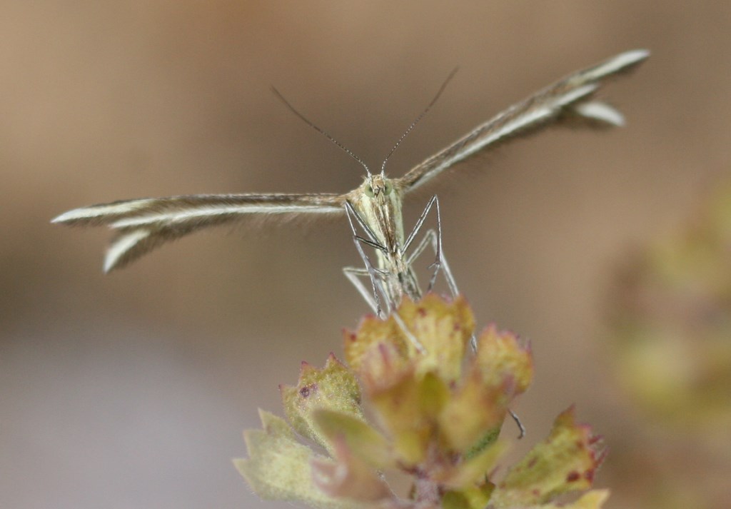 Mariposa Pterophorus monodactylus L.