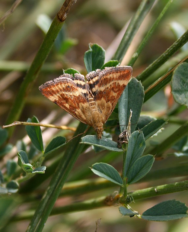 Mariposa Pyrausta despicata, Scopoli 1763