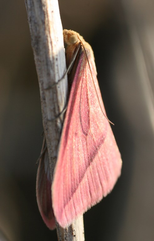 Mariposa Rhodometra sacraria