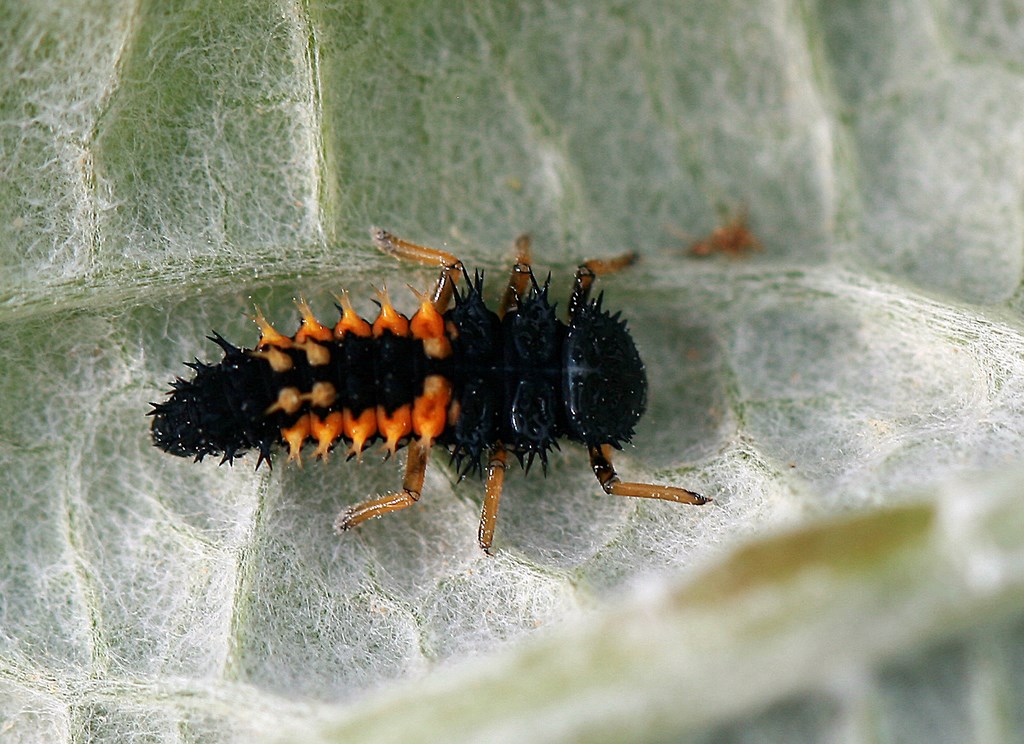 Mariquita Arlequín – Armonia axyridis, larva  (Pallas 1773)