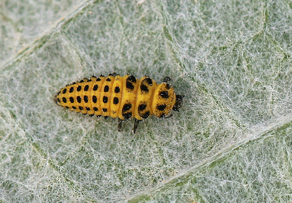Mariquita de 22 puntos – Thea (Pesyllobora) vintigiduopunctata, larva, L.1758