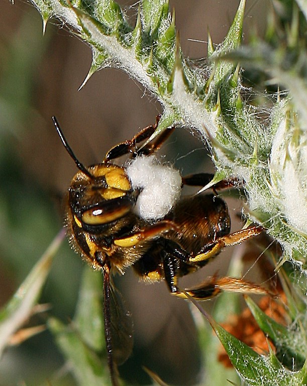 Megachilidae. Anthidiini avispa