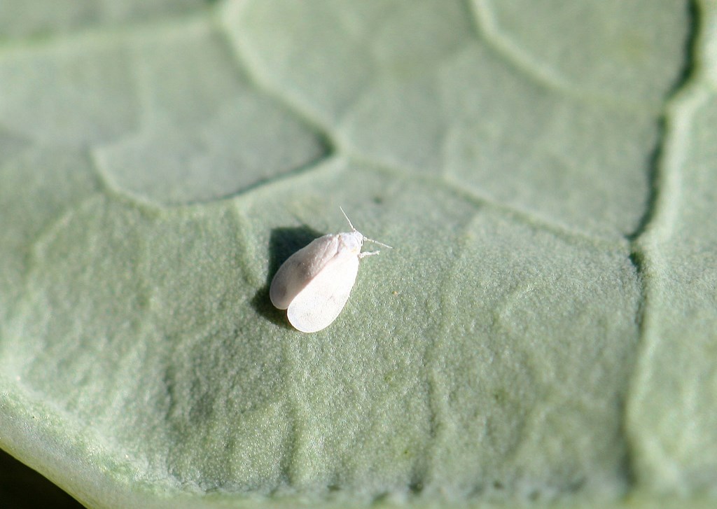 Mosca blanca de la col – Aleyrodes proletella (Linnaeus 1758) de 3mm