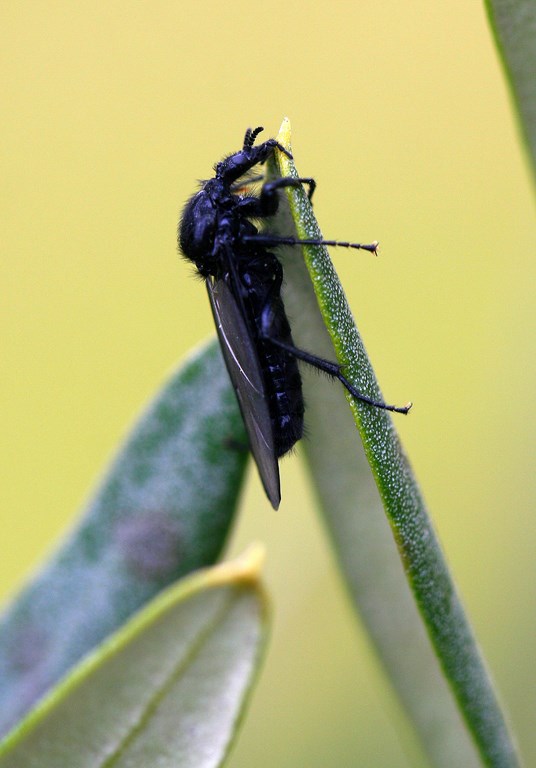 Mosca o mosquito negro o de marzo – Bibio marci (L. 1758) hembra Imago