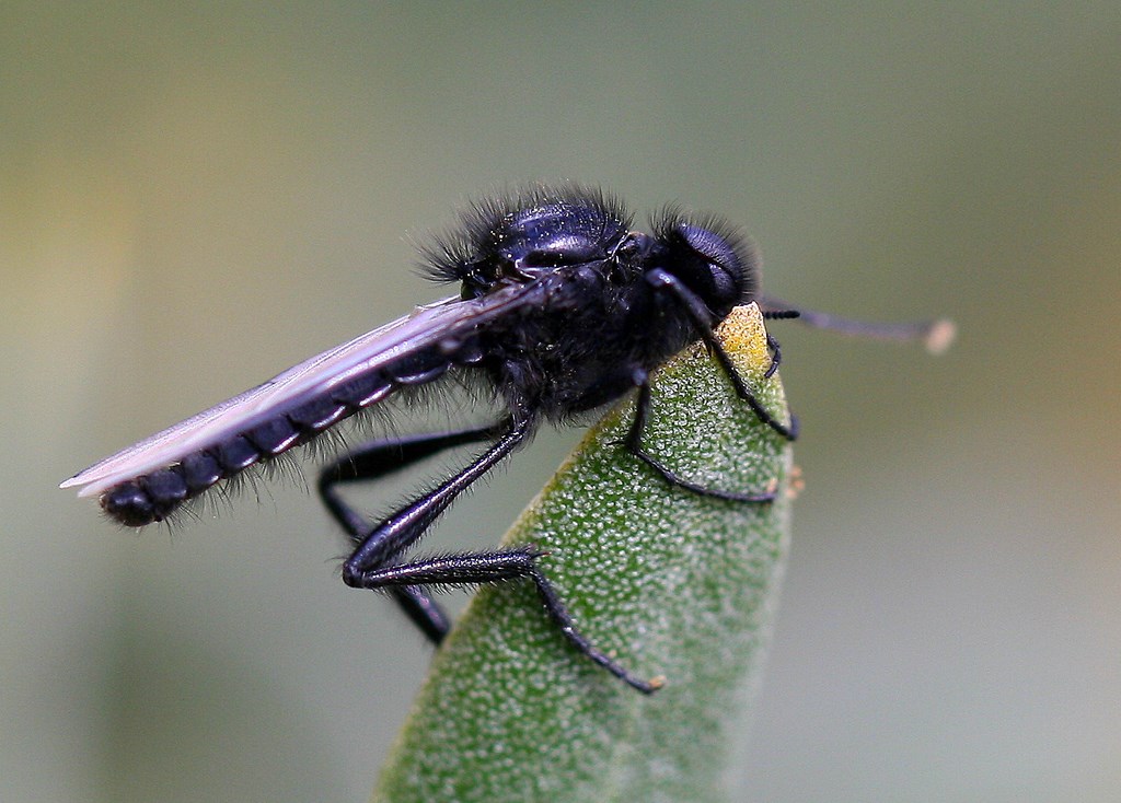 Mosca o mosquito negro o de marzo – Bibio marci (L.1758) macho, Imago