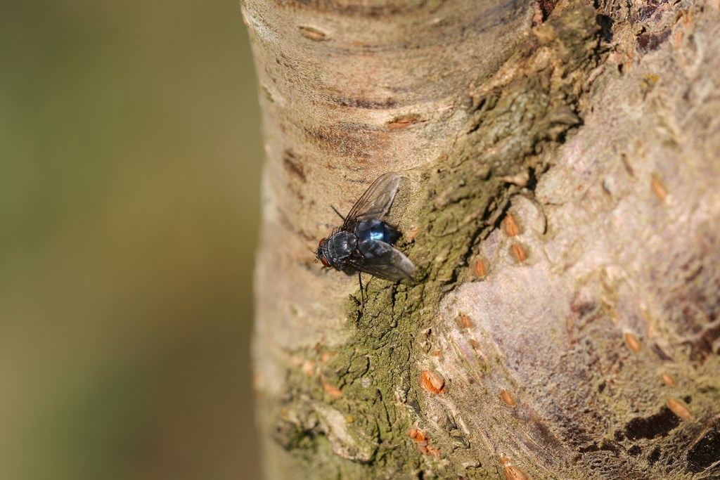 Moscarda azul – Calliphora vomitoria