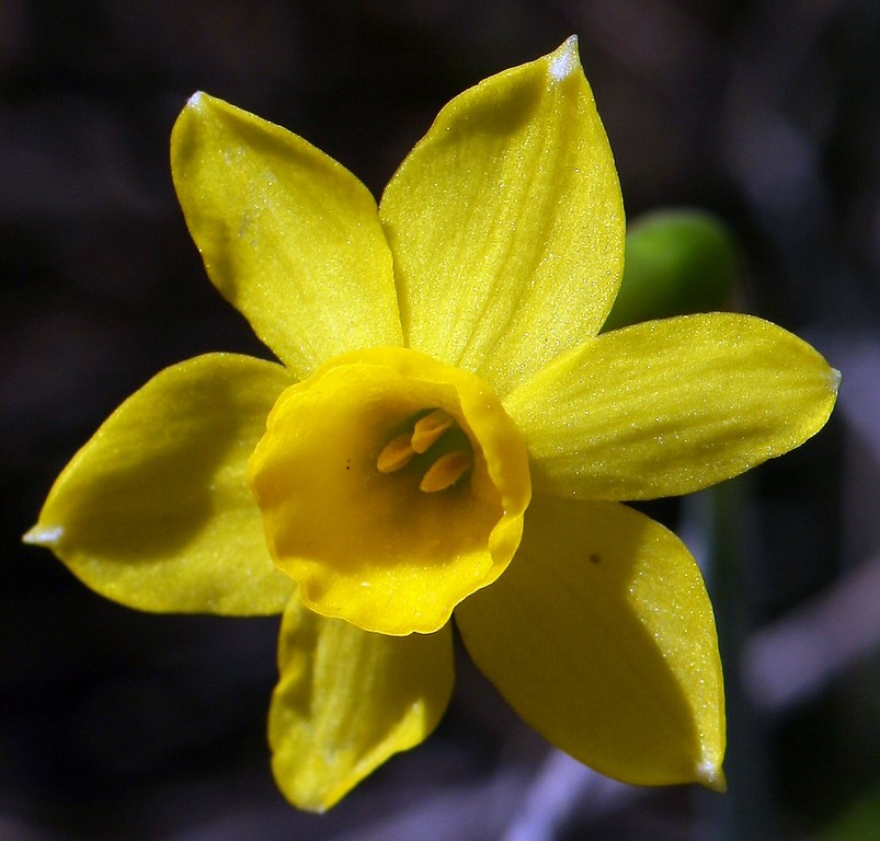 Narciso – Narcissus assoanus (Dufour – Schultes & Schultes F.) Amarillidaceae