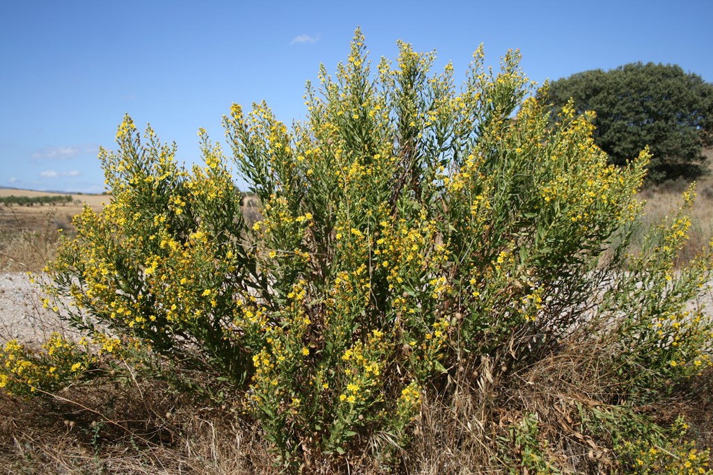 Olivarda, pegajosa, altabaca, mosquera (antes Inula viscosa) – Dittrichia viscosa (L.) Greuter