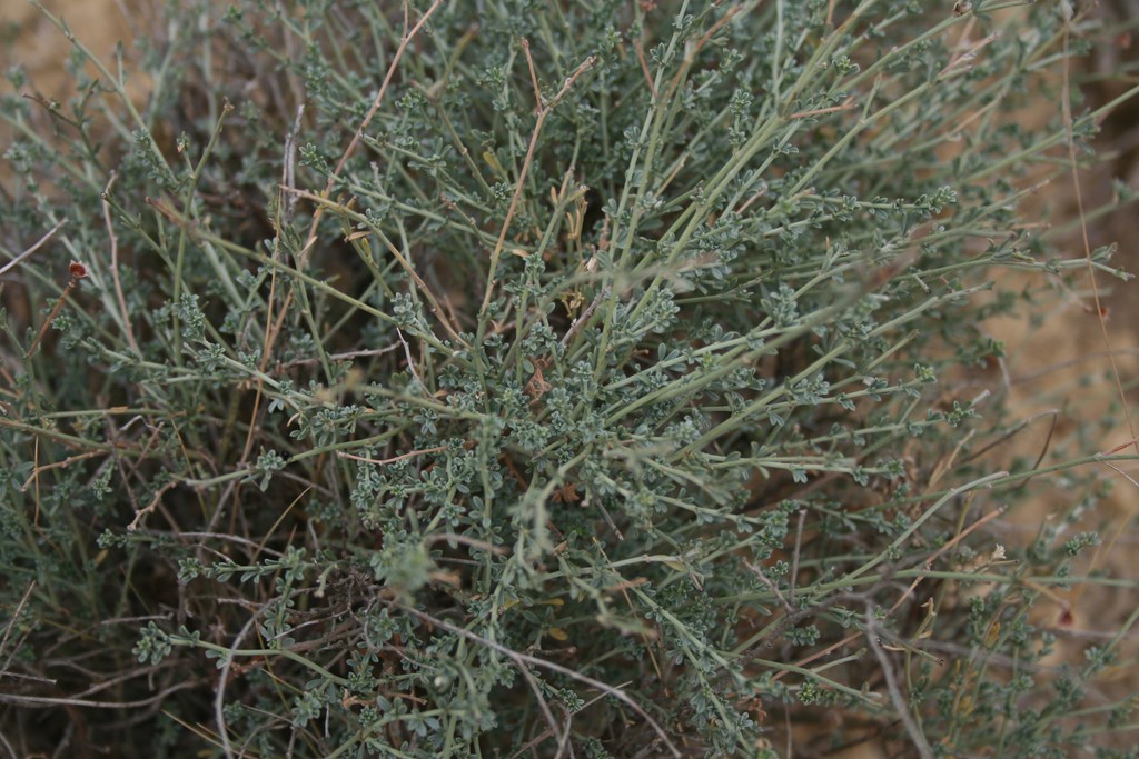 Ontina, artemisa, herba-alba-Fam. compuestas, planta hermafrodita