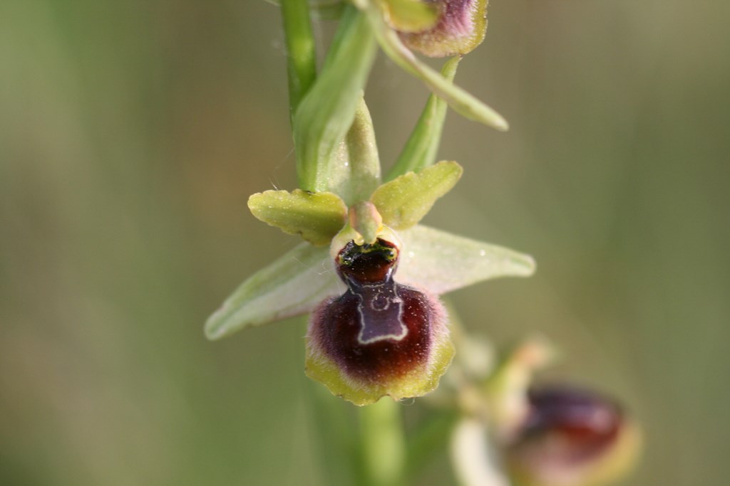 Orquídea – Ophryis riojana (C. E. Hermosilla 1999)