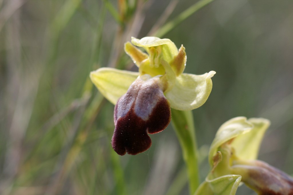 Orquídea – Ophrys lupercalis (J. Devillers-Terschuren & P. Devillers 1994)