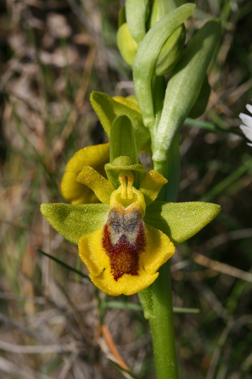 Orquídea Ophrys lutea