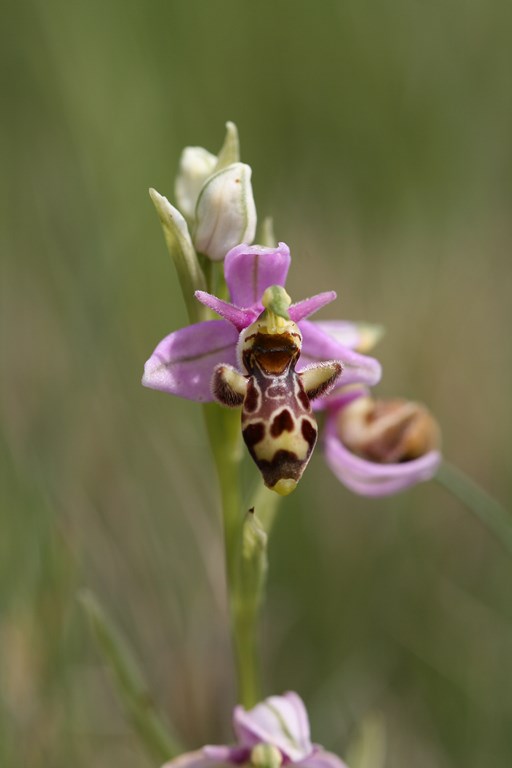 Orquídea Ophrys scolopax Cav.