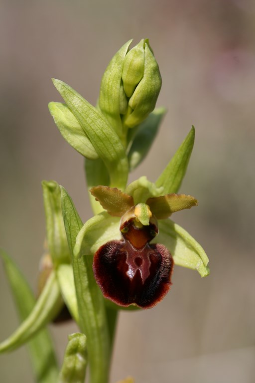 Orquídea – Ophrys sphegodes