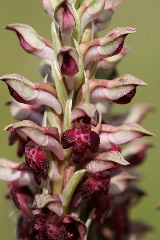 Orquídea Orchis gr. coriophora (Linnaeus 1753)