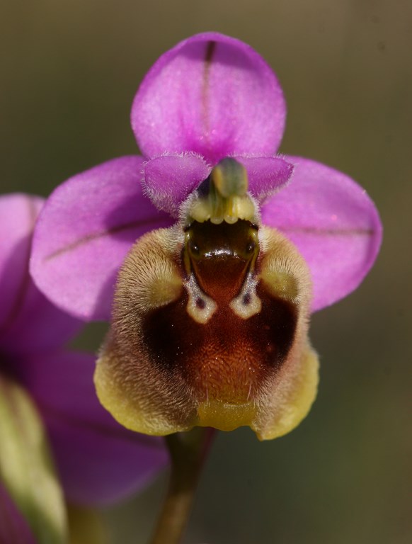 Orquídea avispa – Ophrys tenthredinifera s.l. (Willd 1805)