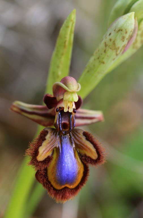 Orquídea de espejo – Ophrys speculum – Link 1800