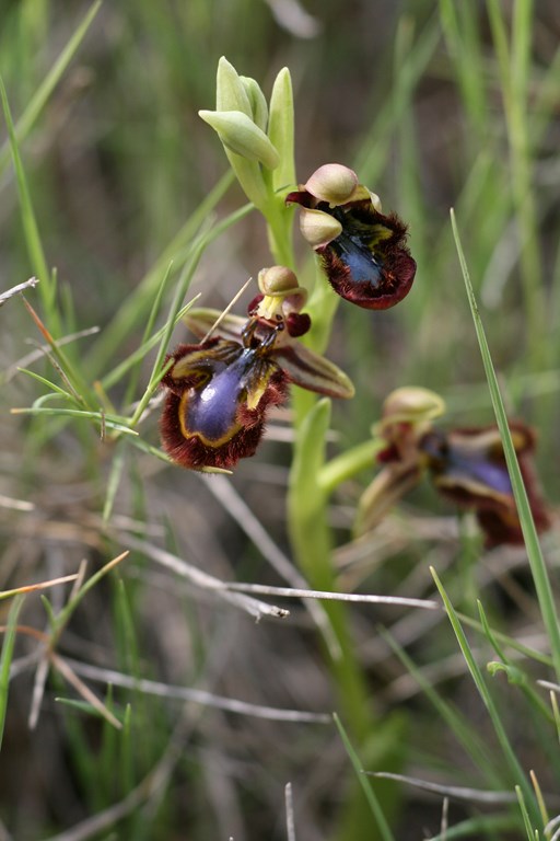 Orquídea de espejo – Ophrys speculum