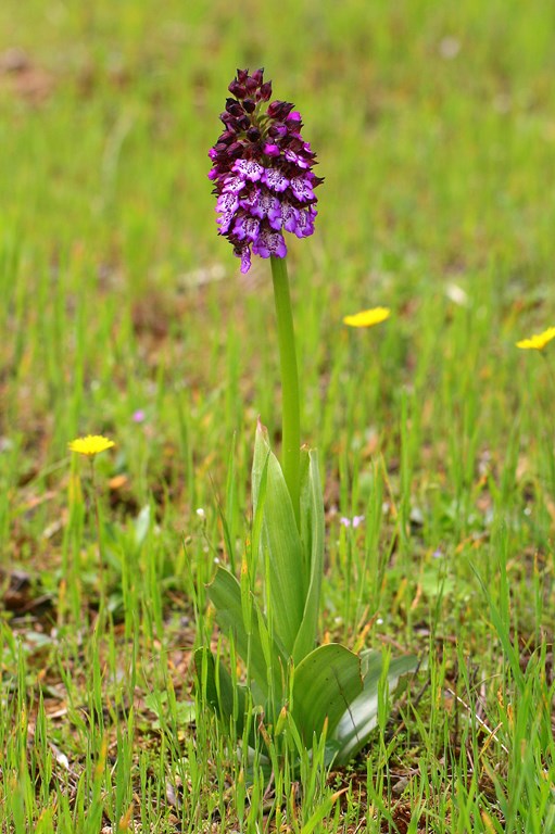 Orquídea purpura – Orchis purpureum (Huds 1762)