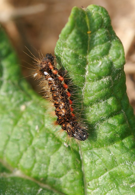 Oruga de mariposa Hierba acronicta o Polilla paciencia – Acronicta rumicis (Linnaeus 1758)