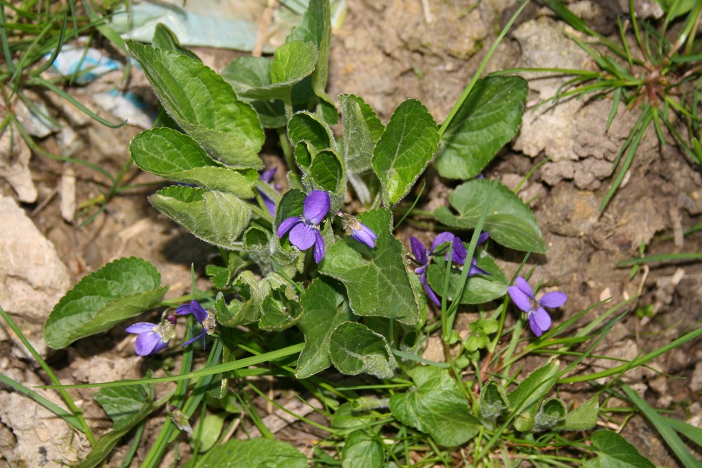 Pensamiento o Violeta común - Viola o Viola odorata (L. 1753) - Asociación  Gardatxo Elkartea