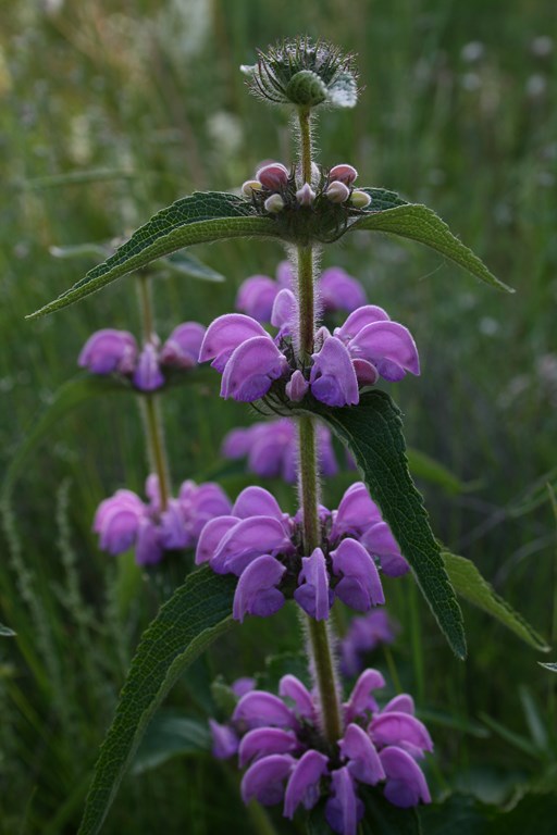 Phlomis herba-venti L.