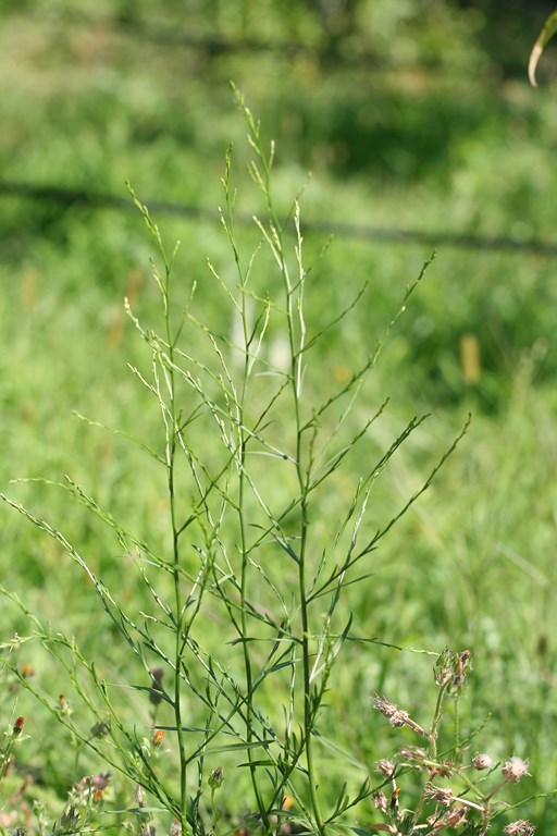 Planta Symphyotrichum squamatum