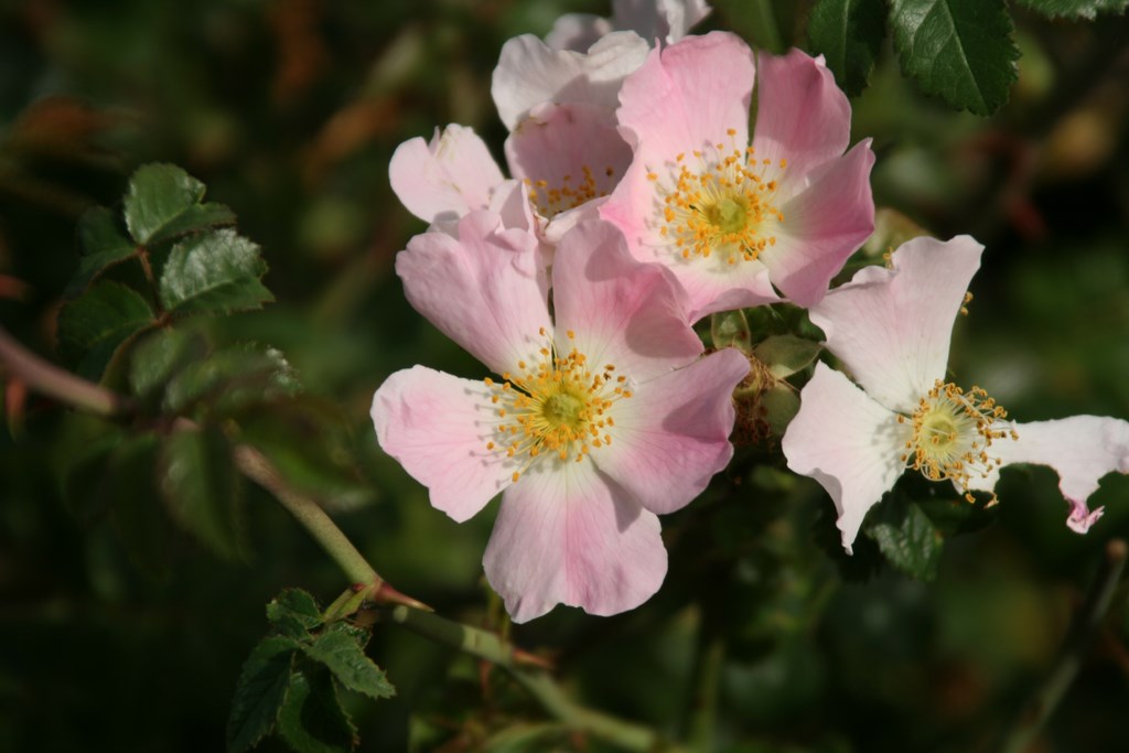 Rosa silvestre – tapaculos o escaramujo