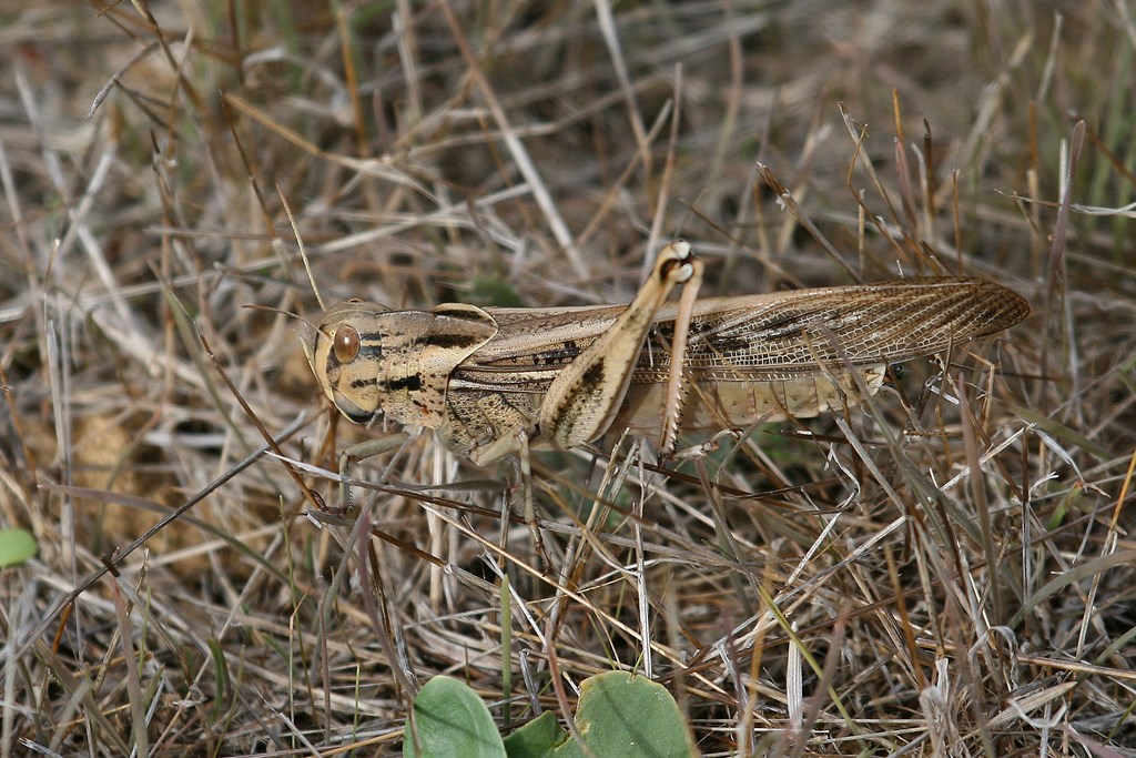 Saltamontes – Locusta migratoria (Linnaeus 1758) hembra adulta