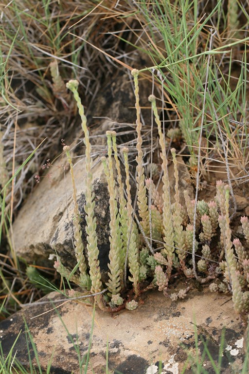 Sedum sediforme (Jacq.) Pau – Crassulaceae –