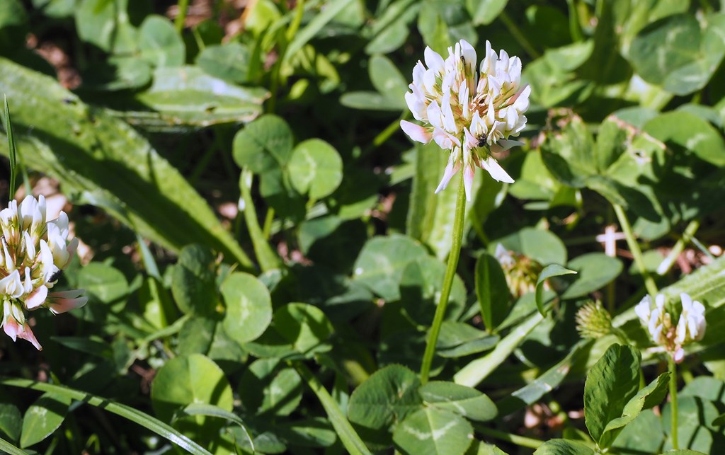 Trébol blanco – Trifolium repens (L. 1753)