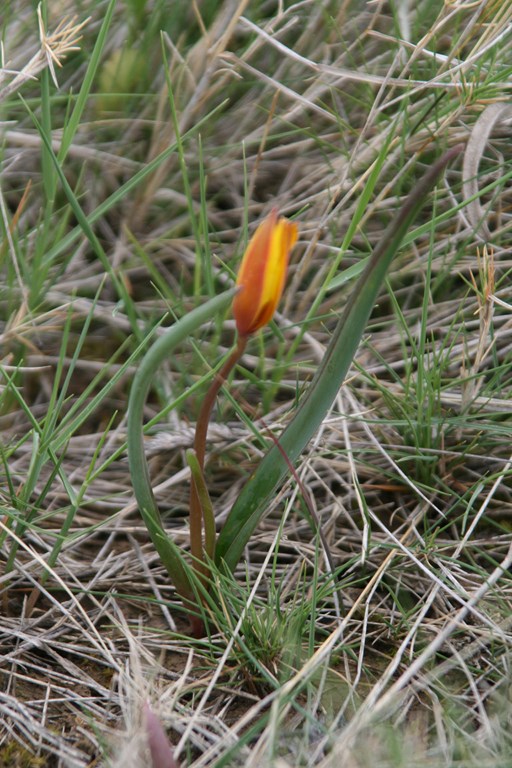 Tulipán de los prados – Tulipa silvestris-subs. australis (Link) Pamp.
