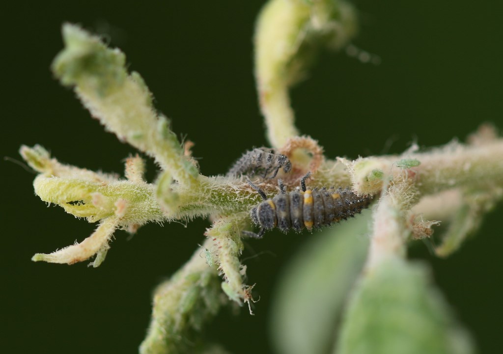 mariquita 7 puntos – Coccinella sectempunctata, larva