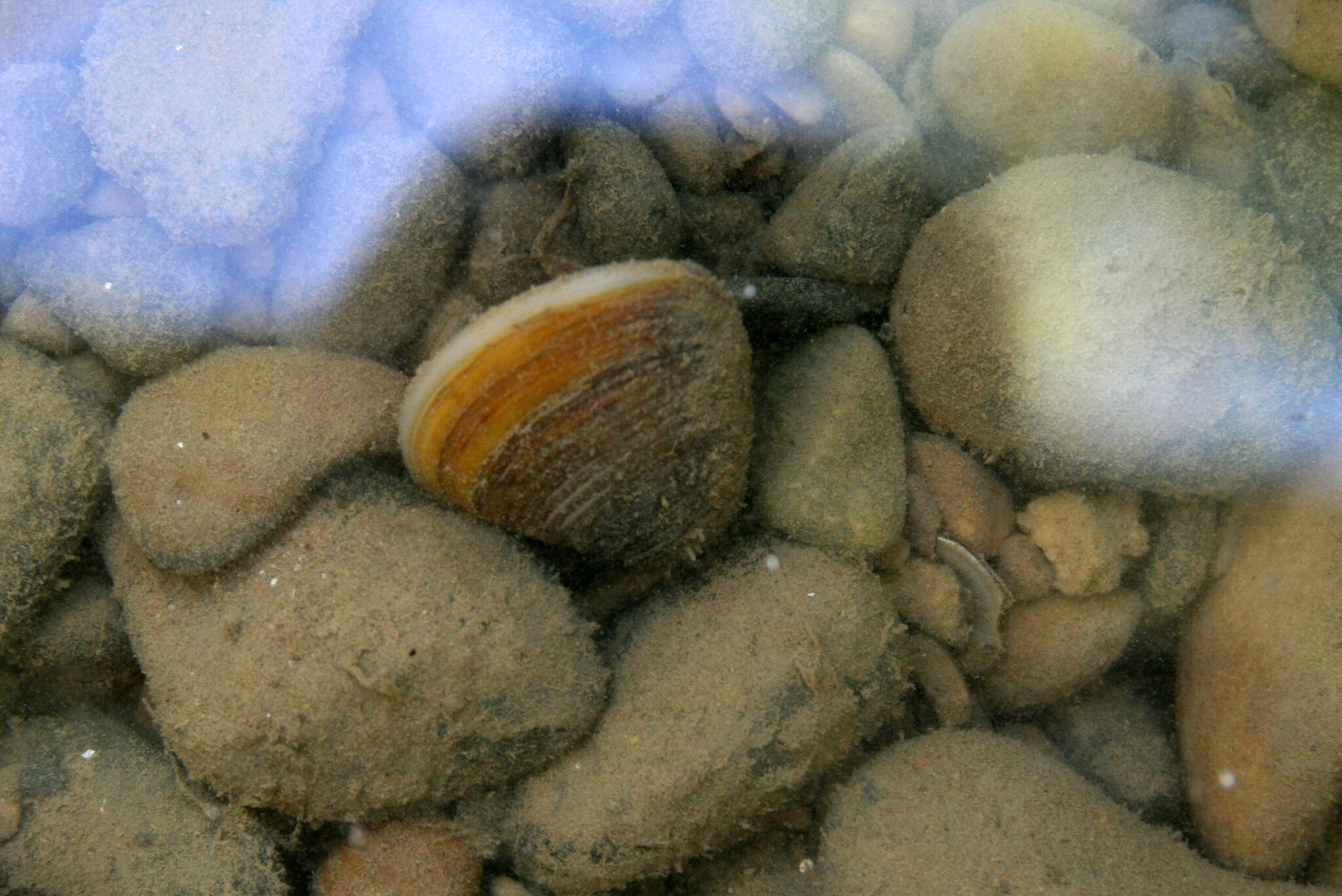 Almeja asiática o dorada – Corbicula fluminea (O. F. Muller 1774)