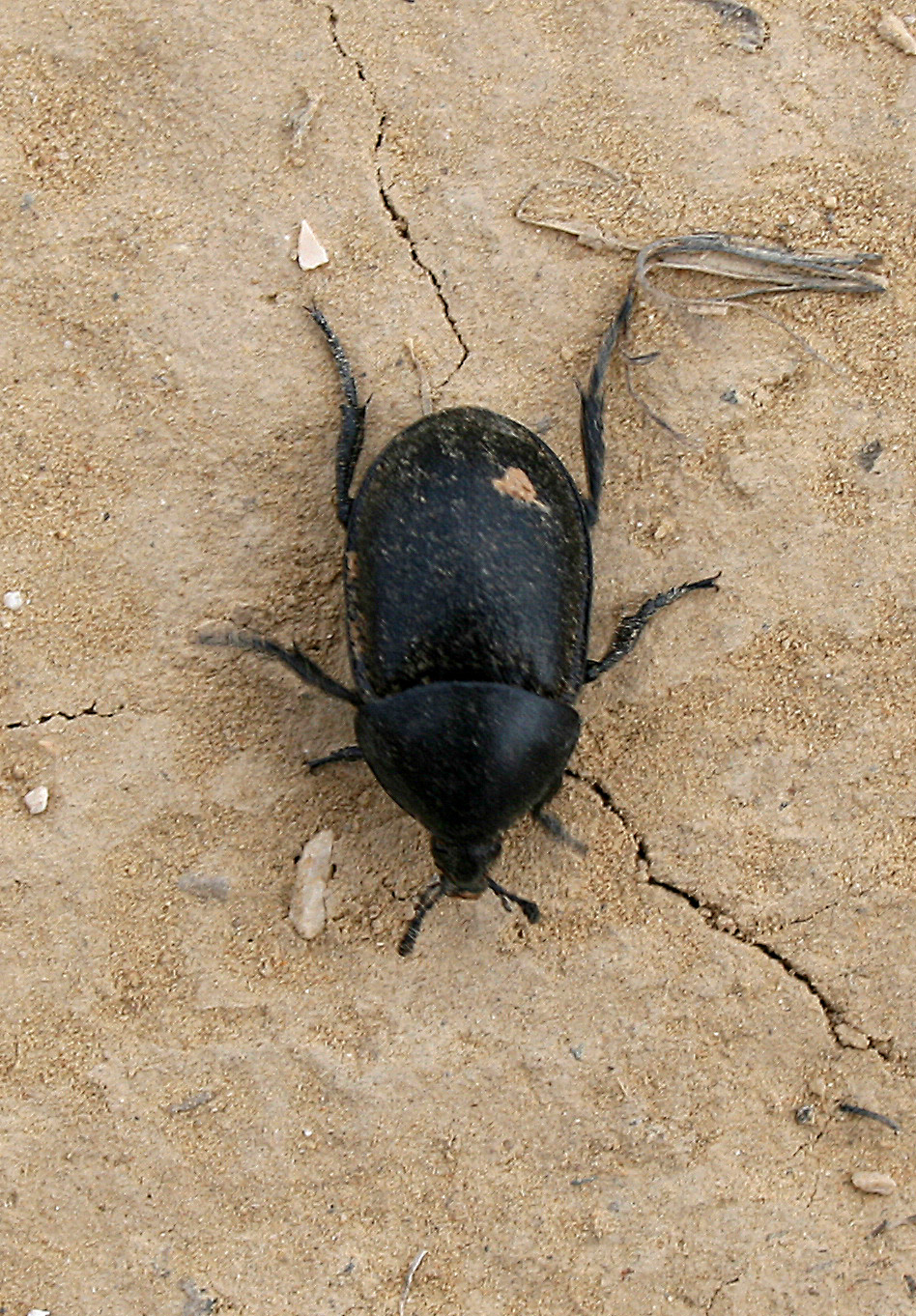 Escarabajo enterrador o carroñero – Ablattaria laevigata (Fabricius 1775)