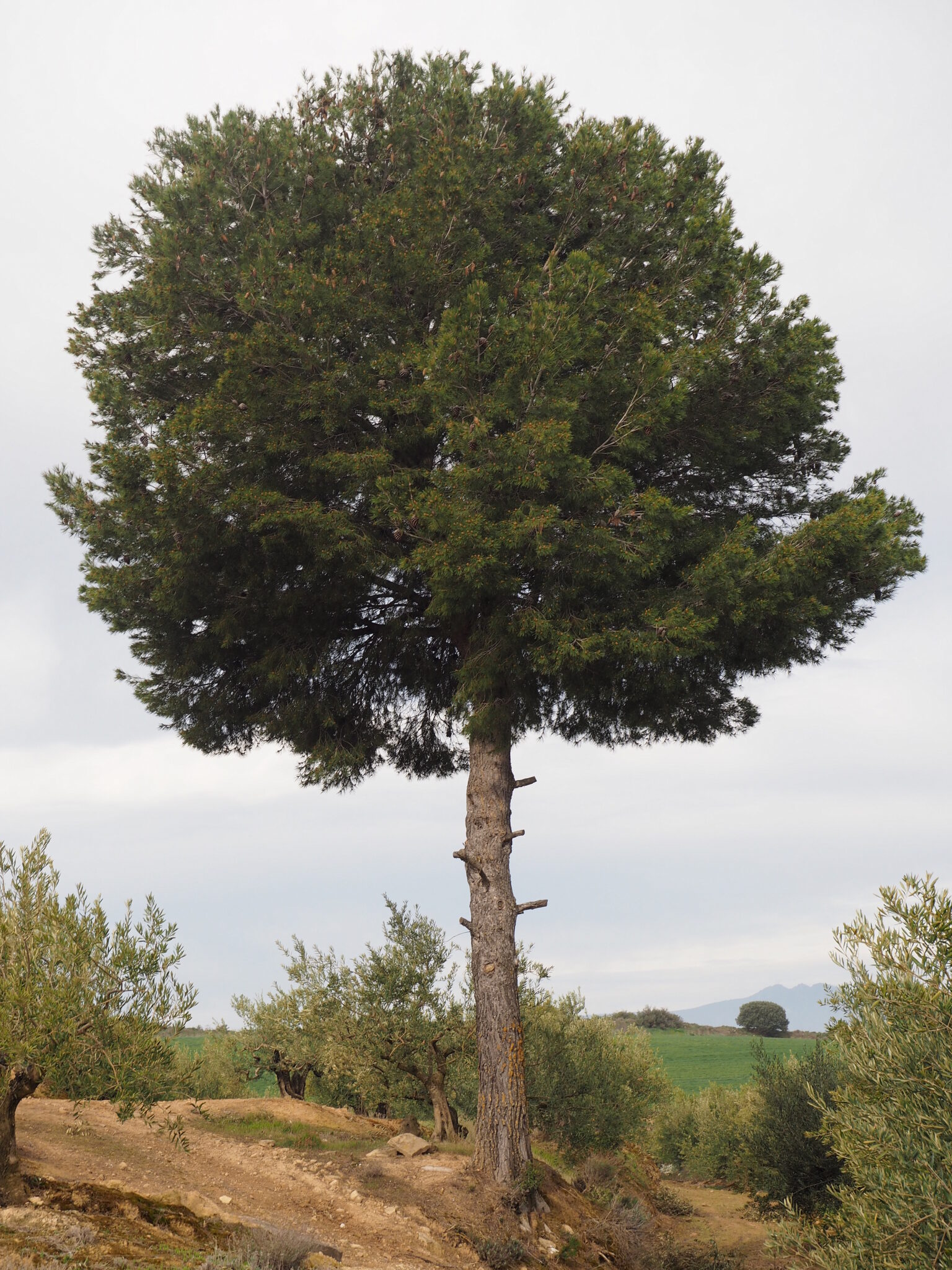 Pino Carrasco – Pinus halepensis Mill. 1768