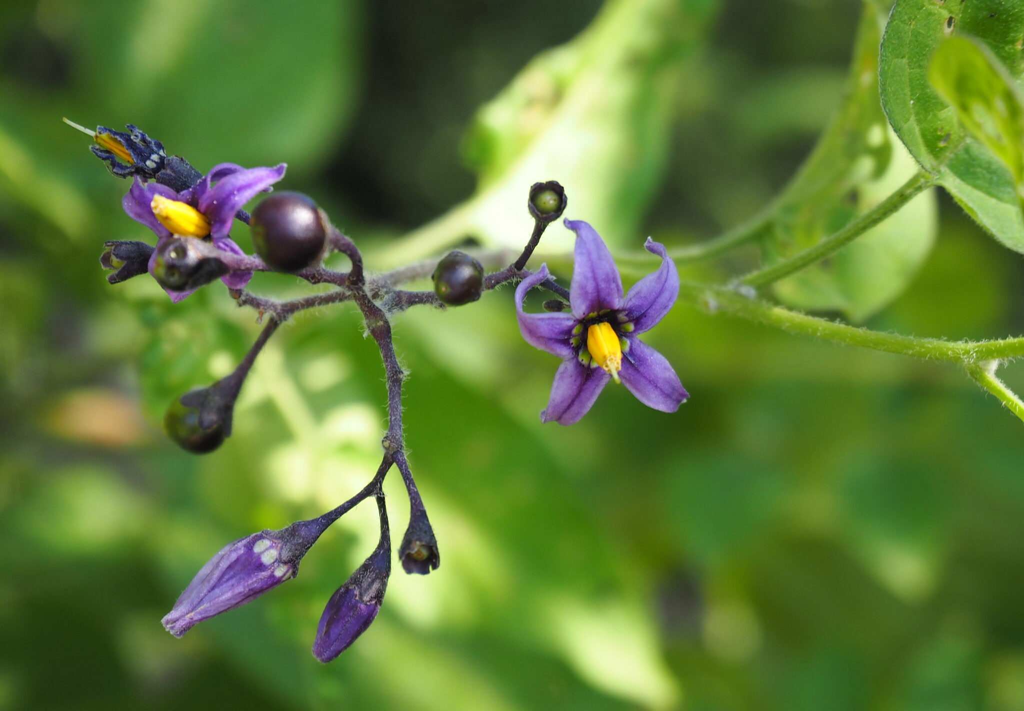 Uvas del diablo, Dulcámara – Solanum dulcamara (L. 1753)