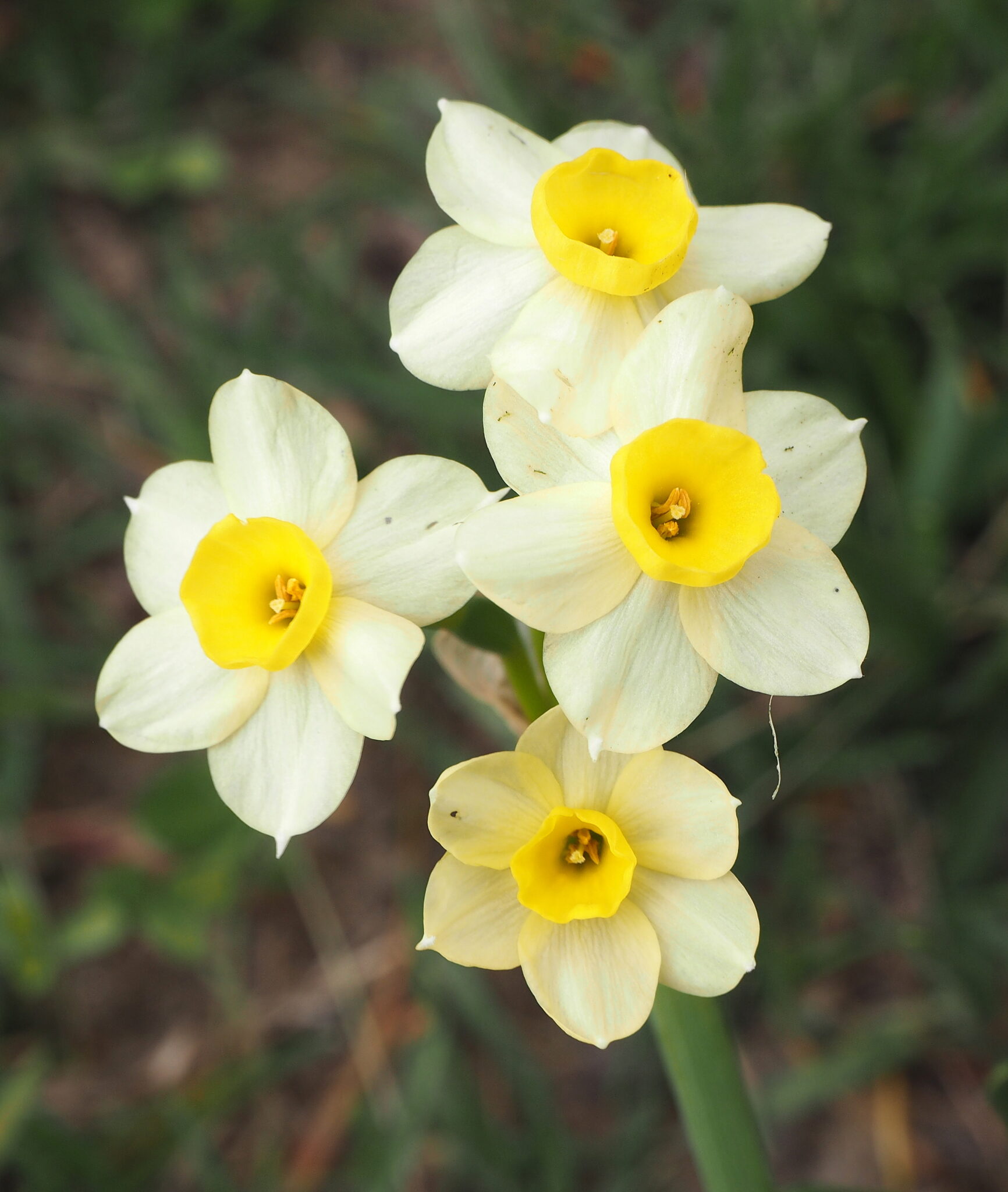 Narciso común, de manojo – Narcissus tacetta L. 1753