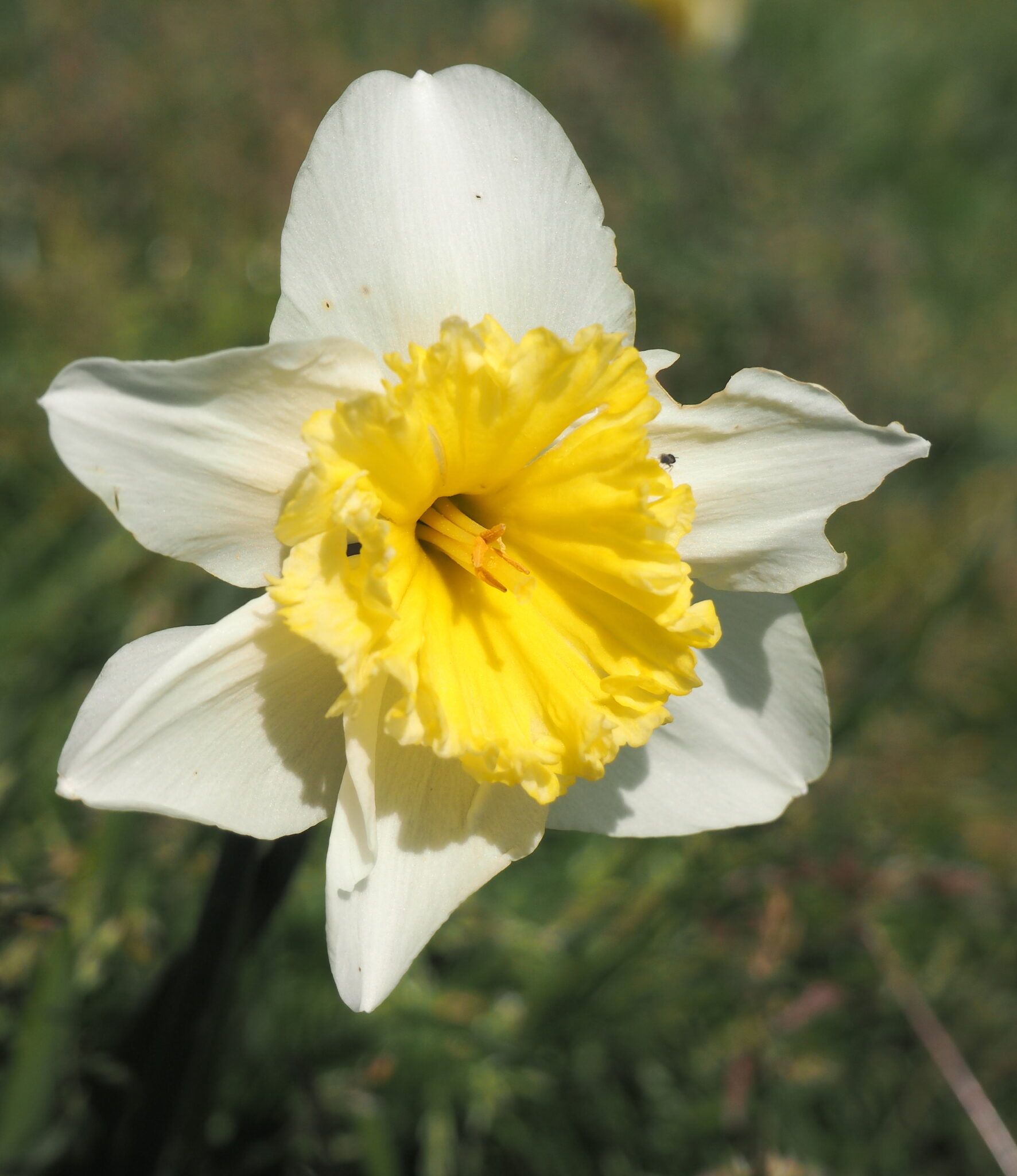 Narciso de los prados – Narcissus pseudonarcissus L. 1753