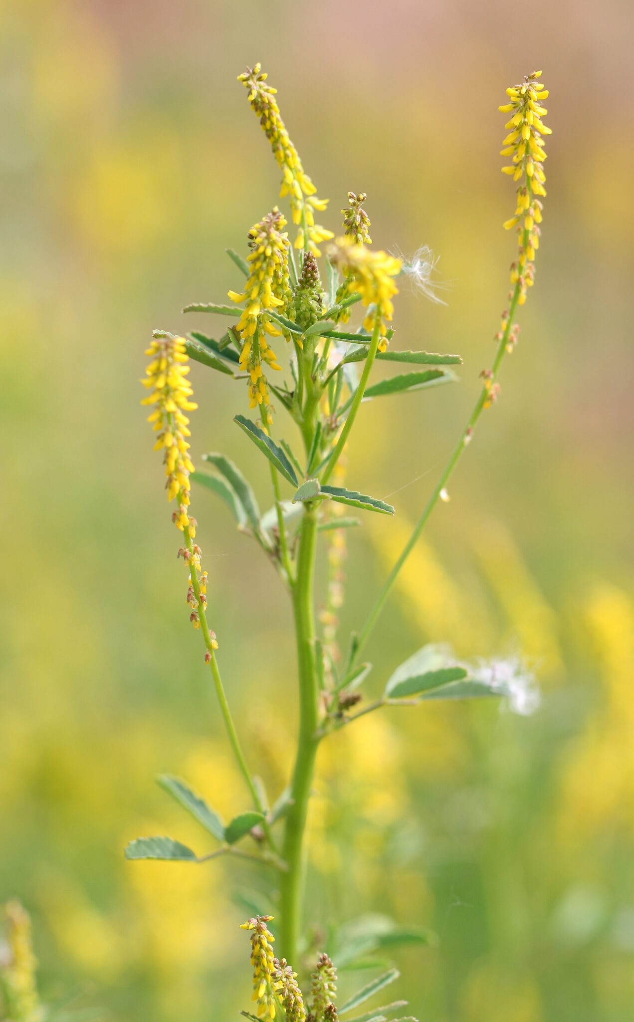 Trébol dulce o de olor, Meliloto amarillo – Melilotus officinalis (L.) Pall.