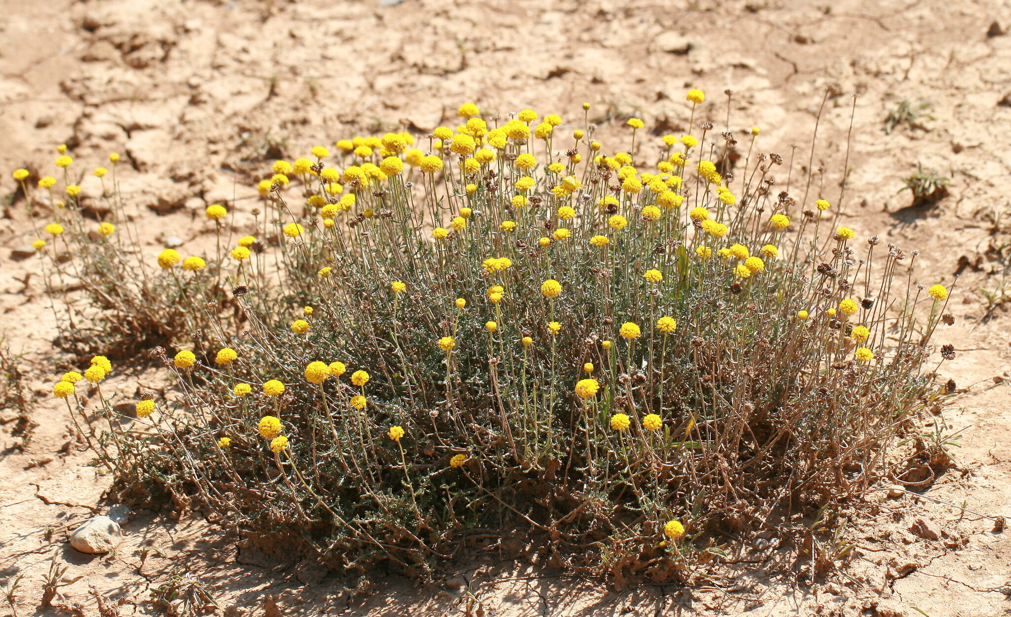 Santolina chamaecyparissus L. subs.tormentosa – Abrotano hembra-Compositae