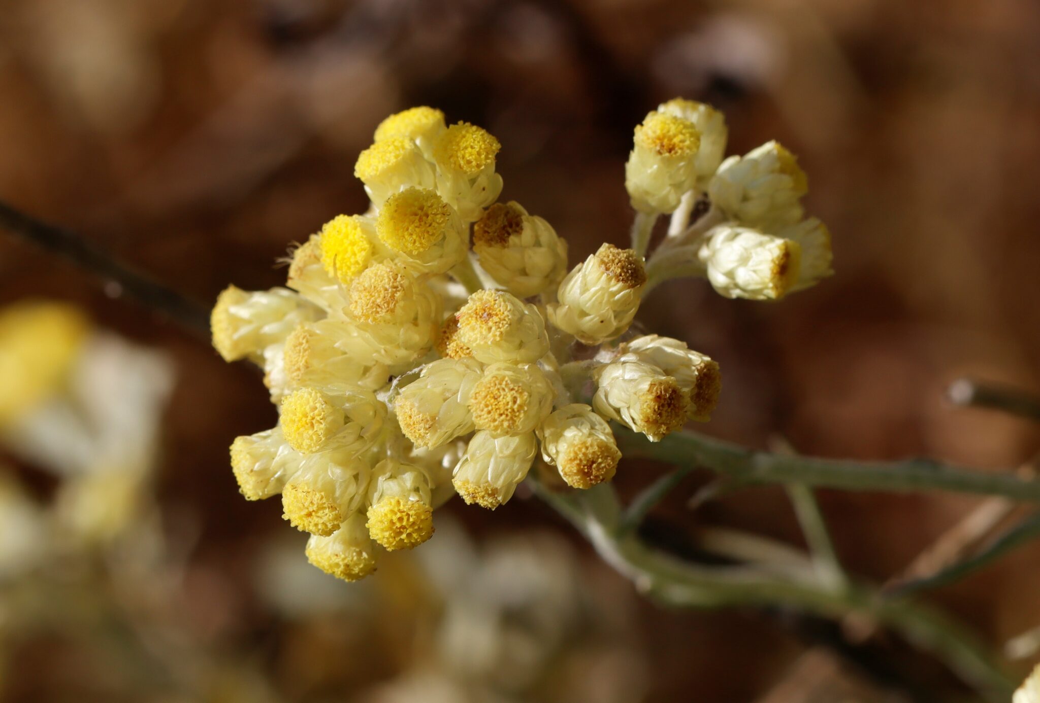 Manzanilla real-Helichrysum stoechas