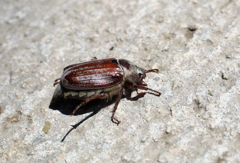Escarabajo sanjuanero – Melolontha melolontha L 1758 hembra
