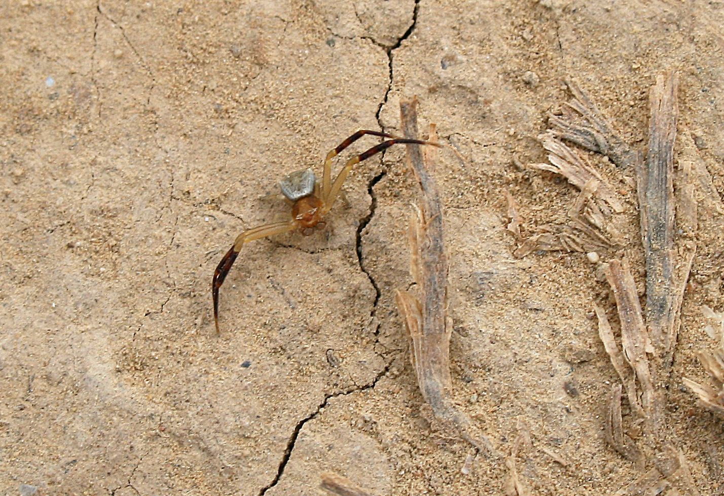 Araña cangrejo – Misumena vatia