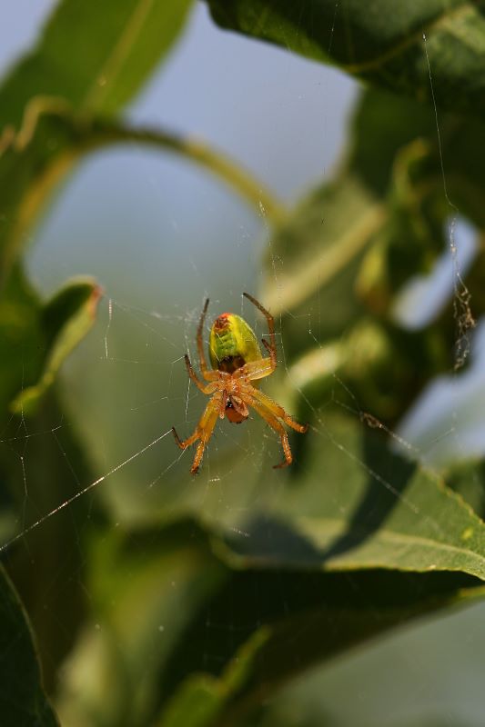 Araña Araniella spec.