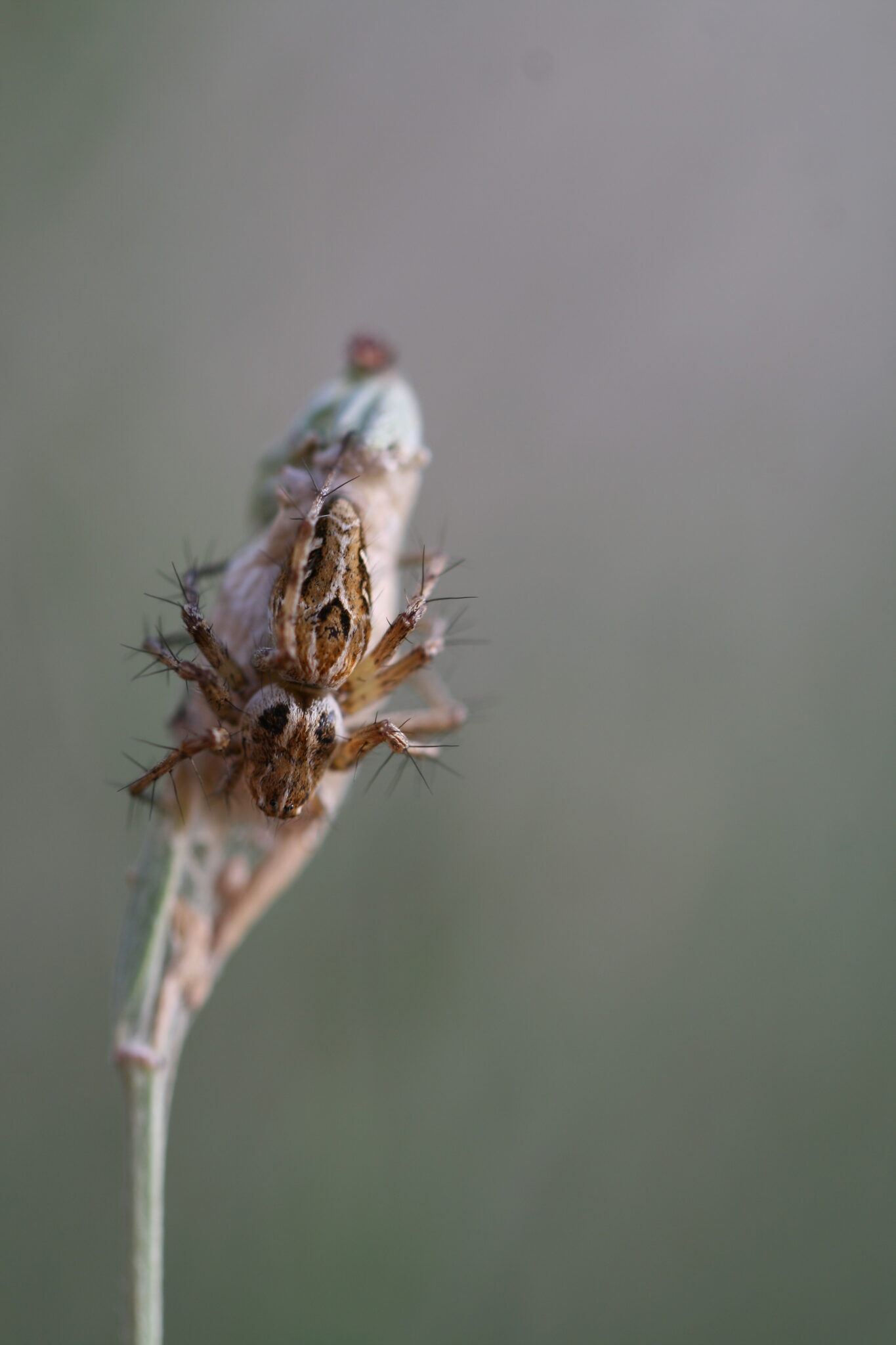 Araña Oxyopes ramosus