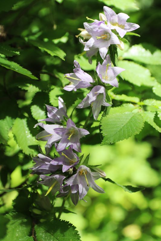 Campanilla – Campanula trachelium