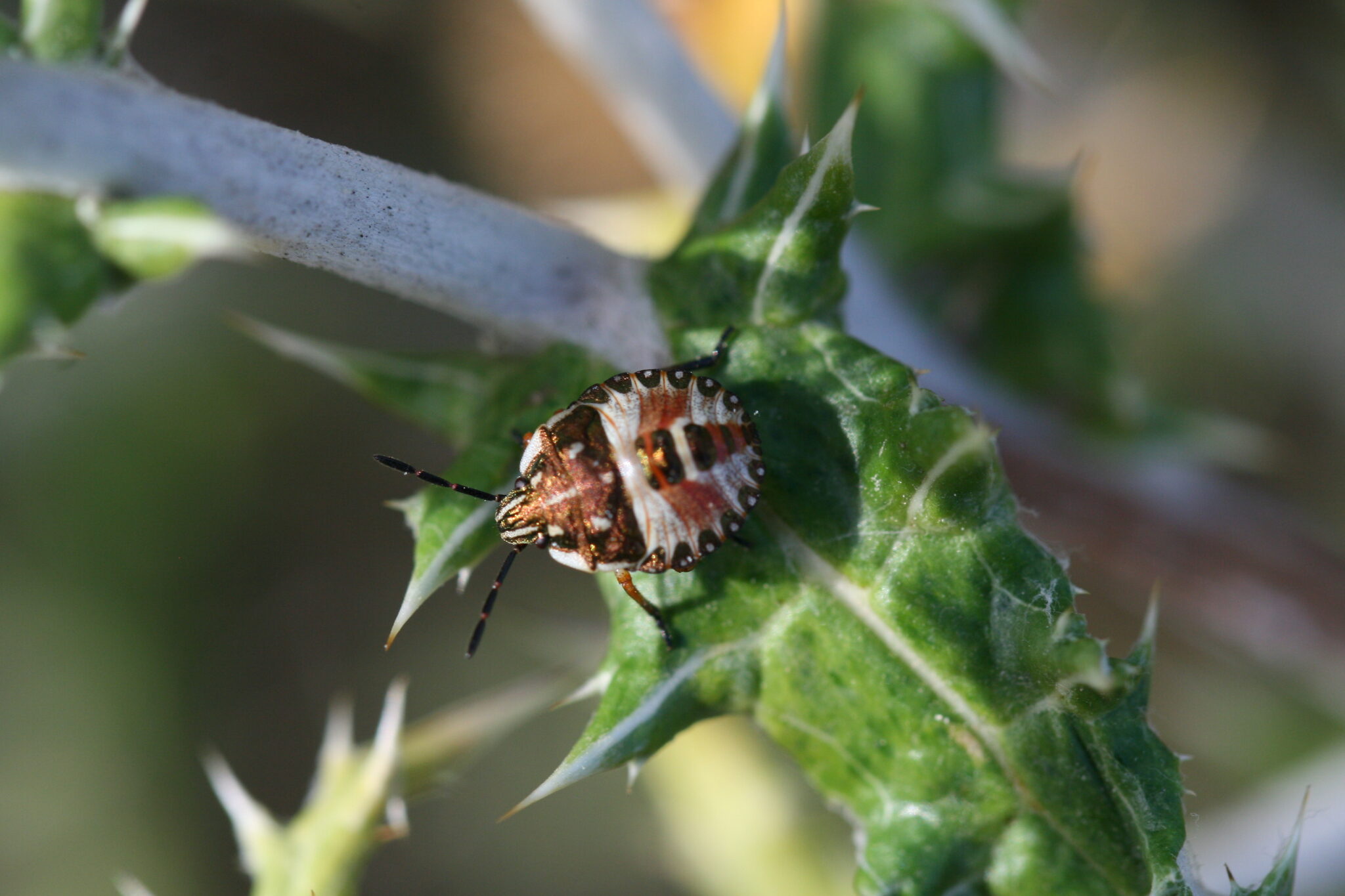 Chinche – Carcoporis purpureipennis, cría